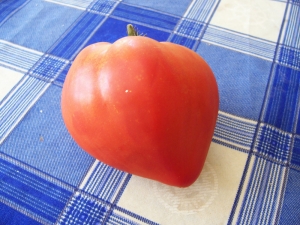 Sauce Tomate - image 1