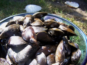 Moules au Cidre - image 3