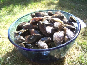 Moules au Cidre - image 4