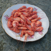 Bouquet de Crevettes