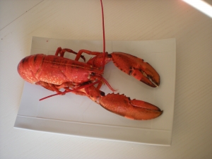 Homards de Cherbourg - image 2