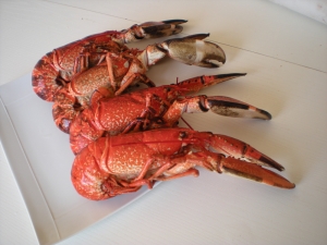 Homards de Cherbourg - image 3