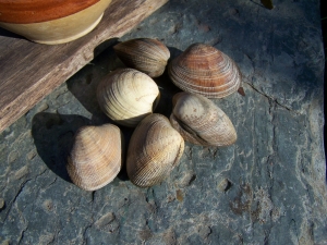 Palourdes à l'Echalote - image 2