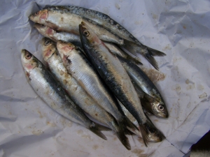 Sardines Grillées - image 1