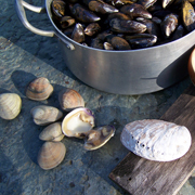 Moules à la Sauce Normande