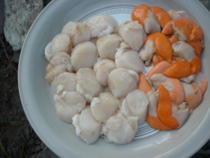 Coquilles Saint Jacques du Cotentin - image 1