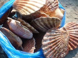 Coquilles Saint Jacques du Cotentin - image 2