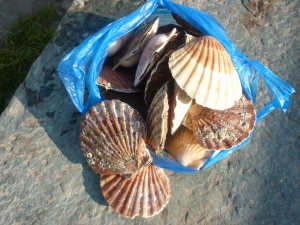 Coquilles Saint Jacques du Cotentin - image 3